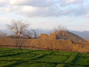 کشتزارها و تپه های باستانی روستای تربقان کاشمر